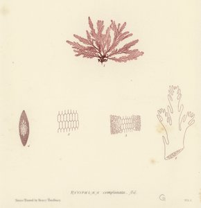 British Sea-Weed (naturtrykt) af English School